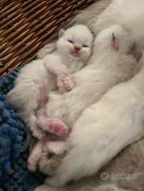 Ragdoll con pedigree