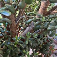 Pianta albero di Giada, molto grande