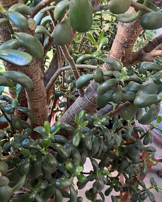 Pianta albero di Giada, molto grande