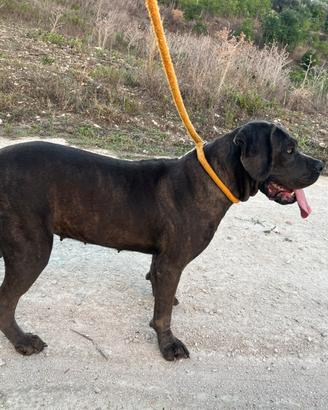 Monta cane corso con pedigree