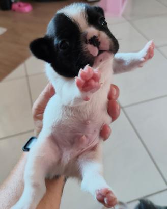 Cuccioli di bulldog francese 