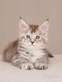 maine coon cuccioli