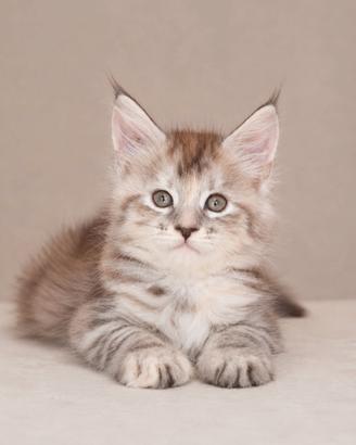 maine coon cuccioli