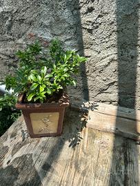 Bonsai cotonastro spedizione gratuita