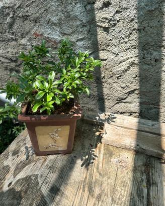 Bonsai cotonastro spedizione gratuita