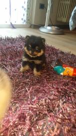 Volpino di pomerania spitz mini