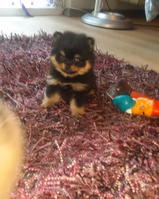 Volpino di pomerania spitz mini