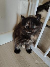 Cucciola di gatto siberiano