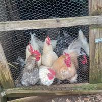 Galli razza Livornese