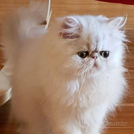 Persiano chinchilla adulto