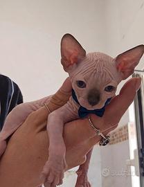 Sphynx ultimo maschietto pedigree Enfi