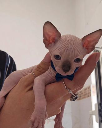 Sphynx ultimo maschietto pedigree Enfi