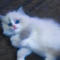 Ragdoll - stupendi cuccioli PURI