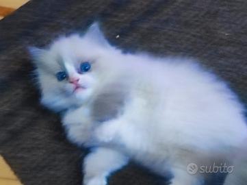 Ragdoll - stupendi cuccioli PURI