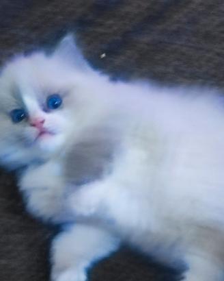 Cuccioli di Ragdoll PURI