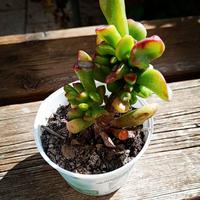 Crassula gollum