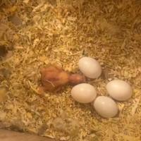 Pulli di inseparabili