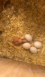 Pulli di inseparabili