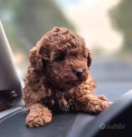 Cuccioli maschi barboncini 80 giorni Red