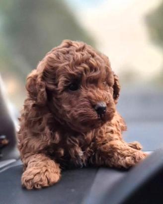Cuccioli maschi barboncini 80 giorni Red