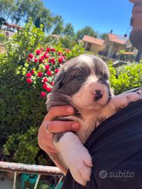 Mix border collie