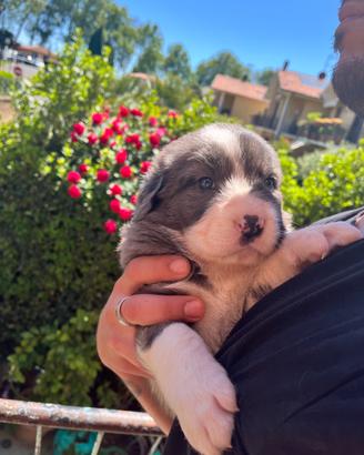 Mix border collie