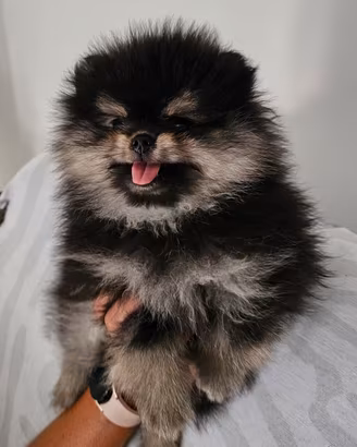 Spitz pomerania con pedigree enci