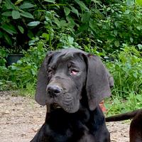 Alano nero altissima genealogia