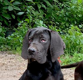 Alano nero altissima genealogia