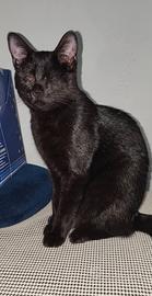 Gattina non vedente 
