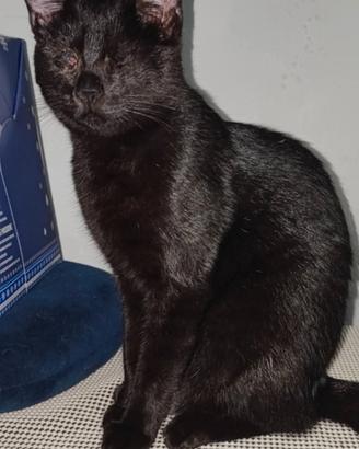 Gattina non vedente 