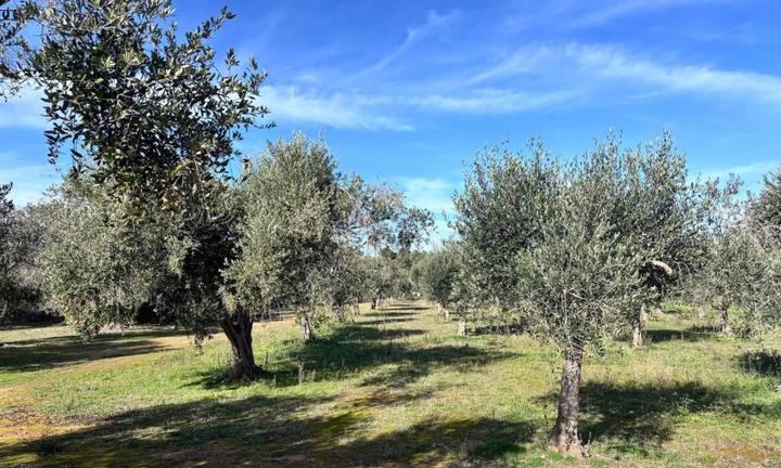 Terreno con Uliveto in zona san Cataldo