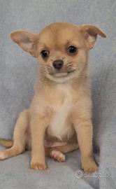 Chihuahua maschietto