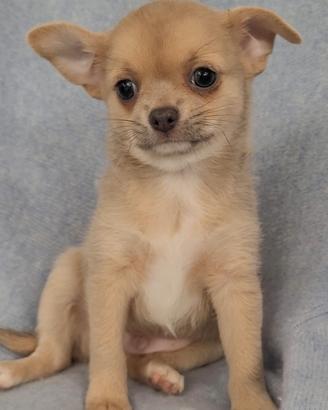 Chihuahua maschietto