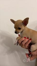 Cane chihuahua