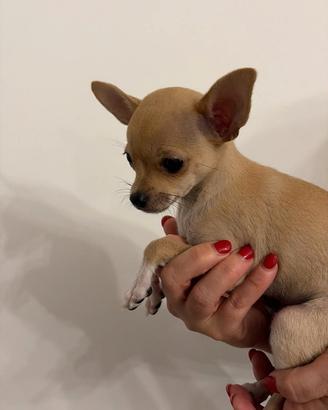 Cane chihuahua