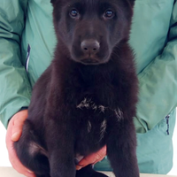 Cucciolo maschio di pastore tedesco nero