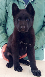 Cucciolo maschio di pastore tedesco nero
