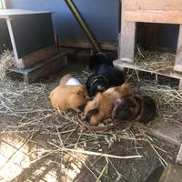 Animali porcellini d India