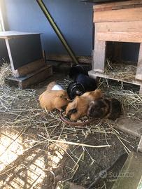 Animali porcellini d India