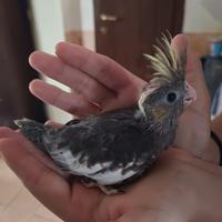 Vendita due colopsite