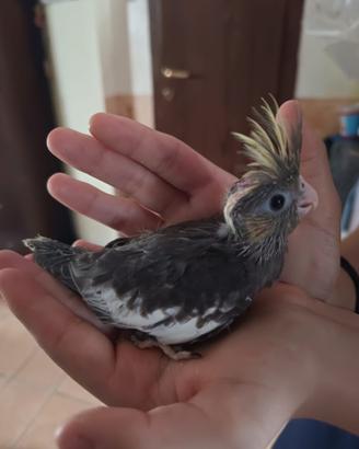 Vendita due colopsite