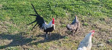 Galline