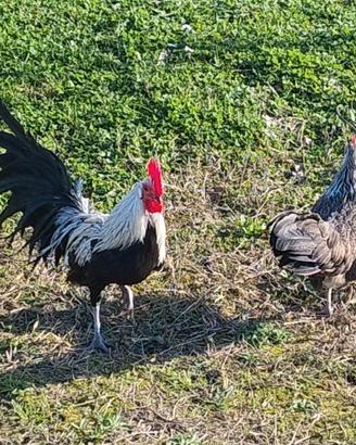 Galline