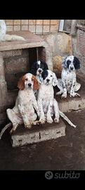 Setter 3 mesi