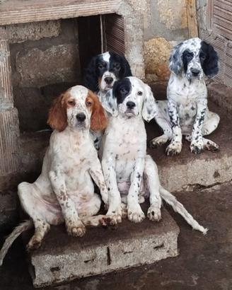 Setter 3 mesi