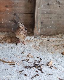 Coppia di quaglie da volo