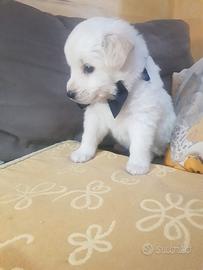Cucciolo di due mesi simile volpino