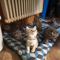 Gattini British shorthair e scottish fold