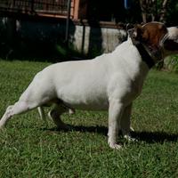 Staffordshire bull terrier disponibile per monte